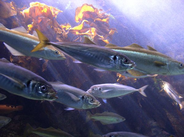 Chinchard a queue jaune  Trachurus mediterraneus